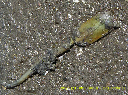 �~�h���V���~�Z���K�C