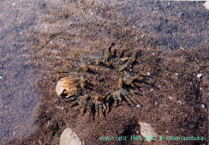 �X�i�C�\�M���`���N