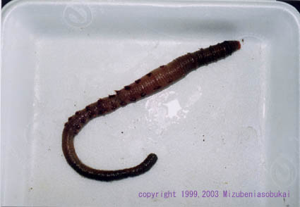 �^�}�V�L�S�J�C