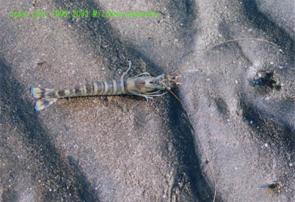 �N���}�G�r