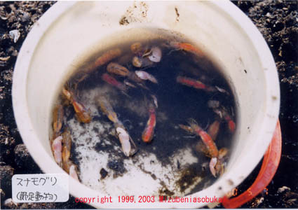 �X�i���O��