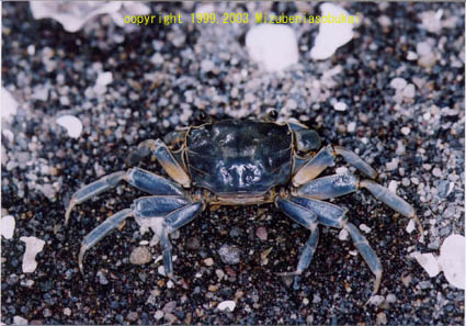 �A�V�n���K�j