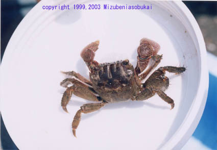 �N���x���P�C�K�j