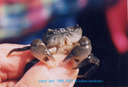 �P�t�T�C�\�K�j