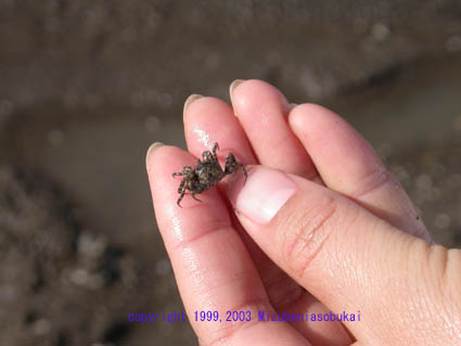 �R���c�L�K�j