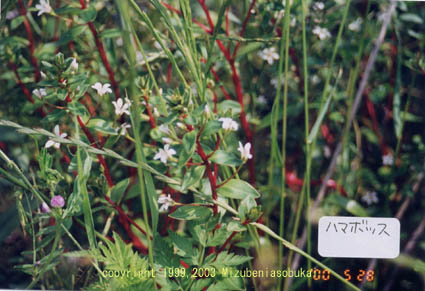 �n�}�{�b�X�@�O�S�ԁ@2002�N5��28��