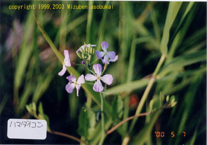 �n�}�_�C�R���@�O�S�ԁ@2000�N5��7��