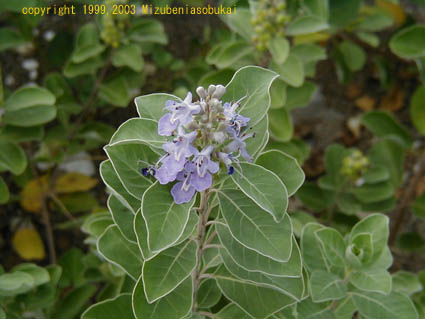 �n�}�S�E�@�O�S�ԁ@2001�N8��25��