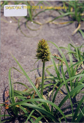 �R�E�{�E���M�@�O�S�ԁ@2000�N5��28��