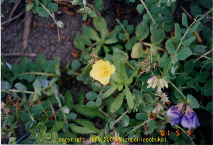 �R�}�c���C�O�T�@�O�S�ԁ@2001�N5��5��