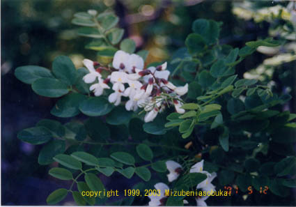 �j�Z�A�J�V�A�@�����͌��@2001�N5��12��