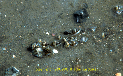 �A�����V���K�C