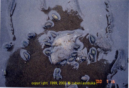 �A�����V���K�C