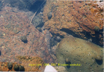 �q���N�`�J�m�R�K�C