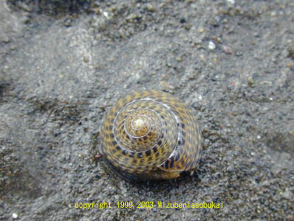 �C�{�L�T�S