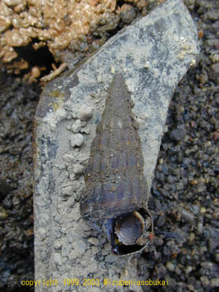 �N���w�i�^���@2002�N8��17��