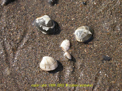 �����L�P