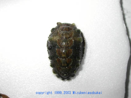 �����L�Q