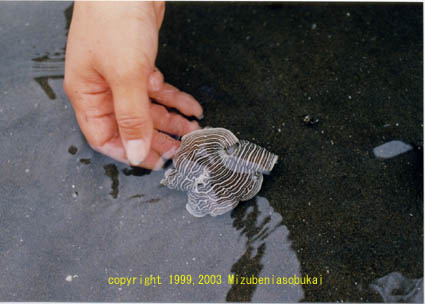 �j���E�g�E�^�e�W�}�E�~�E�V