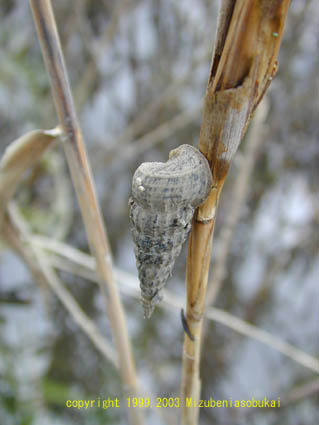 �V�}�w�i�^��