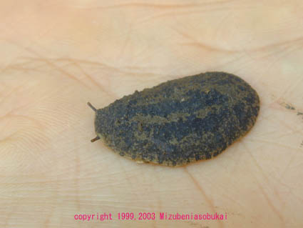 �Z���x�C�@2002�N8��17��