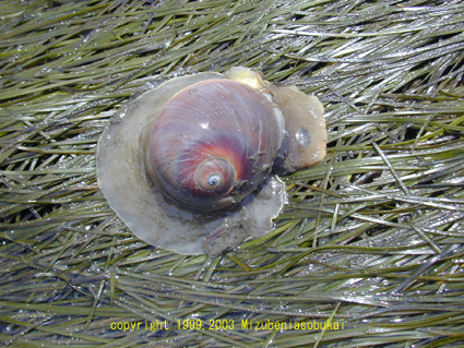 �c���^�K�C�@2002�N6��22��