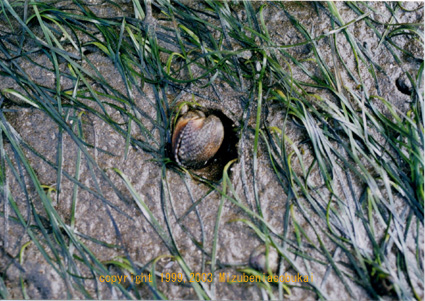 �N�C�`�K�C�T���{�E�K�C