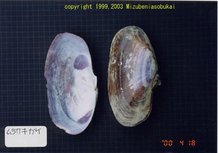 �����T�L�K�C