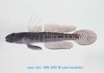 �A�V�V���n�[