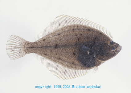 �C�V�K���C